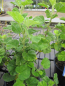 Preview: Lavatera x olbia Barnsley Baby 2